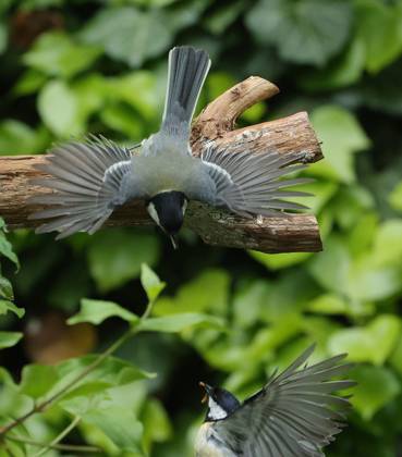 21 05 2025, wildlife in the garden Munich, in the picture great tits fighting