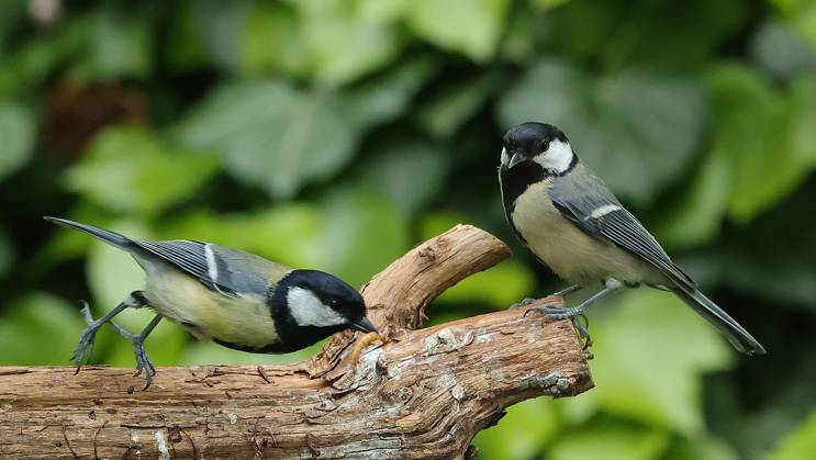 21 05 2025, Wildlife in the garden Munich, in the picture great tits