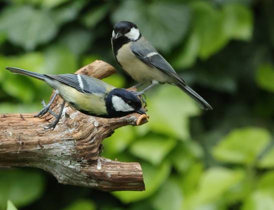 21 05 2025, Wildlife in the garden Munich, in the picture great tits