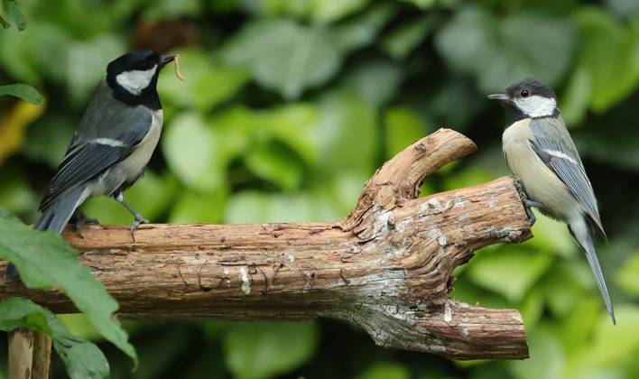21 05 2025, Wildlife in the garden Munich, in the picture great tits