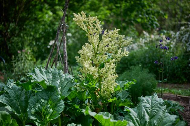 Garden Blueing rhubarb Blueing rhubarb in a vegetable patch Rhubarb rarely flowers, mostly when the plants are older 23 5 2025