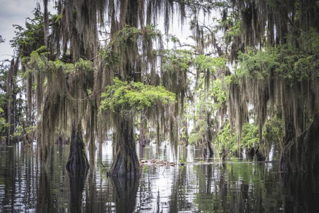 Creative Highlights World Foggy Cypress Trees at Sunrise Lake View, Louisiana, United States R_NEAN250521A-1734276-01
