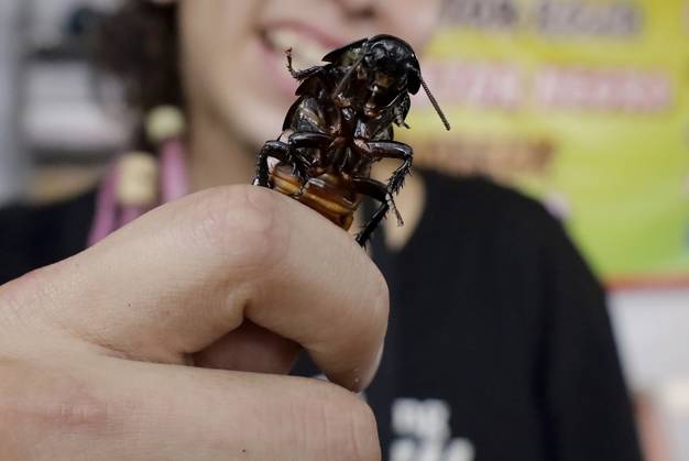 Taco Fair 2025 Mexico A view of a cockroach during the Taco Fair on the Alameda del Sur in the Coyoacan district of Mexico City, Mexico, on May 30, 2025, which offers visitors a variety of tacos with a variety of traditional dishes, including crocodile, wild boar, tarantula, and scorpion, among others. Mexico City Mexico City Mexico  Copyright: xGerardoxVieyrax originalFilename: vieyra-notitle250530_npxdd.jpg