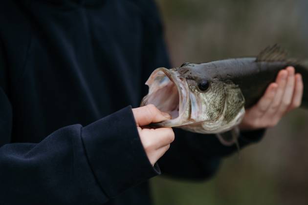 IMAGO Creative, Jahreszeit Sommer, Sommerferien Closeup of child holding largemouth bass by open mouth Grimes, Iowa, United States CR_LIPF250602B-1747930-01 ,model released, Symbolfoto