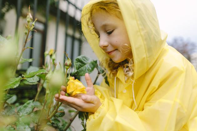 Child in yellow raincoat gently smiling while looking at a rose in a garden model released, Symbolfoto, SIF01329