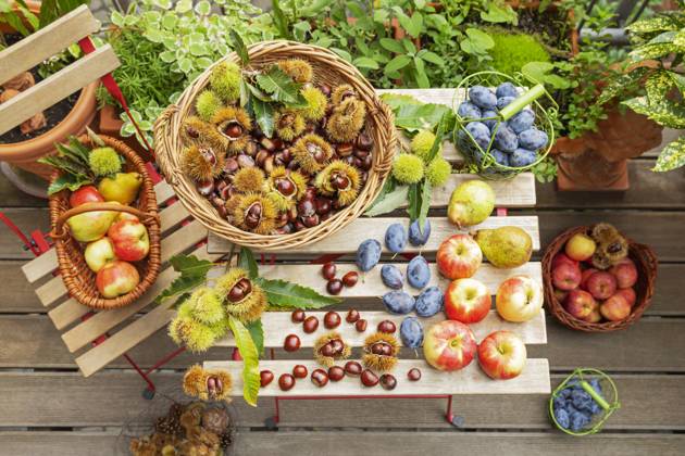 IMAGO Creative, Jahreszeit Sommer, Food, Pflaume Colorful autumn harvest of sweet chestnuts, apples, plums, and pears on a garden table, GWF08310