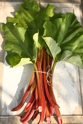 Bunch of fresh rhubarb with large green leaves, Hamburg Hamburg Deutschland Altes Land GISF01200