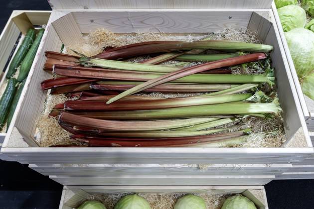 Rhubarb, Switzerland, 02 05 2025