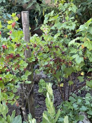 Orchard with Tyres Red Gooseberries and Black people Currants 1088819518