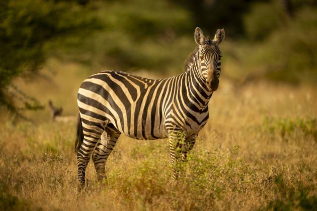 Plains zebra stands watching camera in clearing Zebra standing in a golden grass field with blurred green trees in the background. Taita-Taveta, Kenya Ngolia Taita-Taveta Kenya daic05934 Copyright: xConnectxImagesx