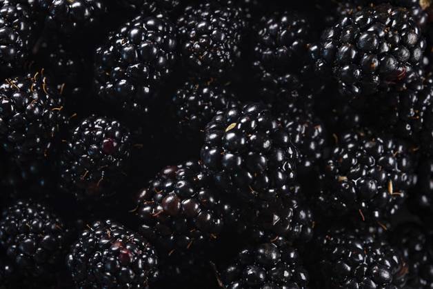 Viele glänzende, frische, reife Brombeeren Viele glänzende, frische, reife Brombeeren Copyright: imageBROKER MarutaxDmitri ibxiqx13918382.jpg
