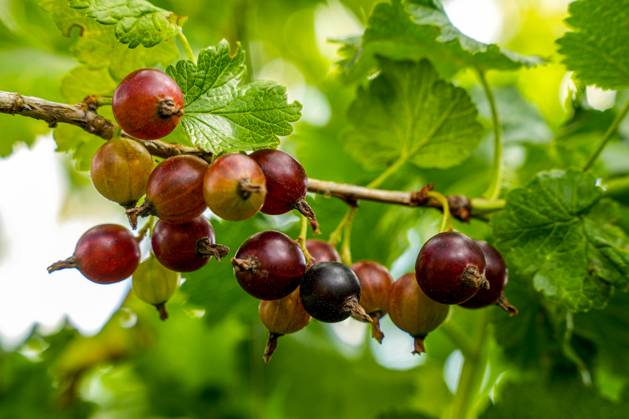Ribes uva crispa a Close-up from Tyres Gooseberries with Browse to a Bush at Garden 1133300872