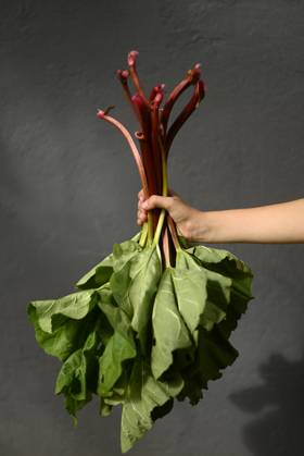 Hand holding freshly harvested rhubarb in a garden outdoors model released, Symbolfoto, Hamburg Hamburg Deutschland Altes Land GISF01210