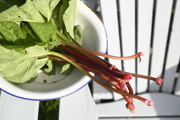 Fresh rhubarb with leaf in enamel bowl outdoors in garden, Hamburg Hamburg Deutschland Altes Land GISF01211
