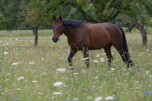 Altwürttemberger Pferd, Pferderasse, Nutztierrasse, Bedrohnt, Seltenheit, Aussterben, Weide, Sommer, Juli, Waldenburg, Naturpark Schwäbisch-Fränkischer Wald, Hohenlohe, Deutschland Old Württemberg horse, horse breed, livestock breed, endangered, rarity, extinction, pasture, summer, July, Waldenburg, Swabian-Franconian Forest nature park Park, Hohenlohe, Germany Copyright: imageBROKER A.xScholz iblsca14484956