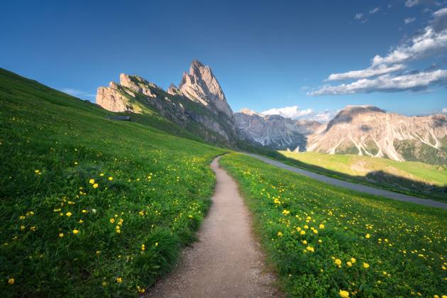 Path with vibrant wildflowers in Seceda mountain at sunset in summer. Dolomites, Italy. Colorful landscape with mountain peaks, alpine meadows, trail, green grass, yellow flowers, blue sky. Hiking Model Released DenisBilytskyi_ID30359_1024615_017 Copyright: xx