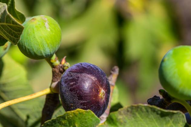 Vibrant fig tree showcasing ripe and unripe figs under warm sunlight in a lush garden setting A beautiful fig tree displays a mix of ripe black figs and unripe green fruits, surrounded by abundant green leaves, illuminated by the gentle sunlight., 62611874.jpg RECORD DATE NOT STATED