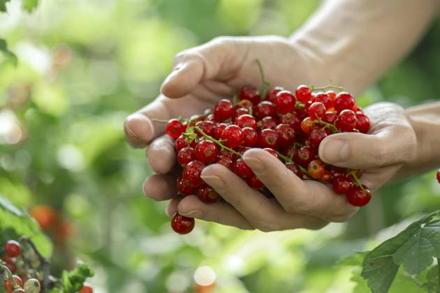 Hand holding fresh red currant berries outdoors in a lush garden model released, Symbolfoto, MBLF01000
