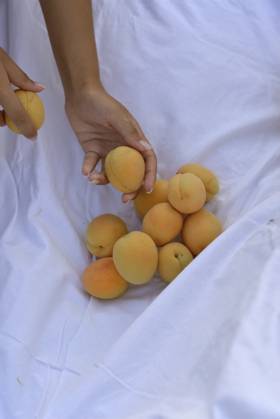 Picking apricots. Apricots lie on a white blanket Picking apricots. Apricots lie on a white blanket, female hands hold an apricot. Close-up. top view, model released, , 95107878.jpg RECORD DATE NOT STATED