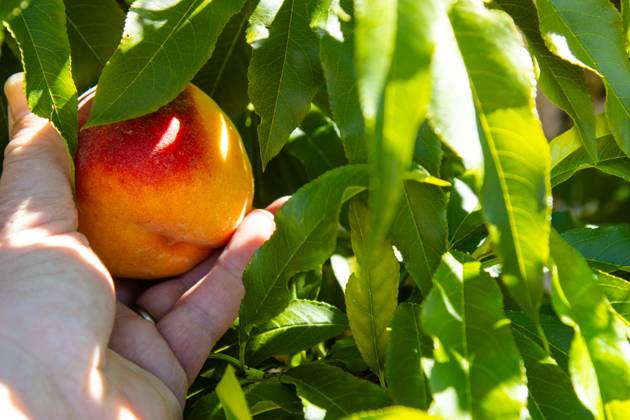 Hand reaching to pick a fresh, ripe peach from the tree Kelowna, British Columbia, Canada R_PESF2509050A-1816841-01