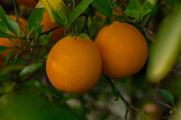 Bright, ripe oranges hang from verdant branches in a sunlit orchard during the peak of harvest season Lush green foliage surrounds vibrant oranges, perfectly ripened and ready for harvest. Sunlight filters through the leaves, illuminating this bountiful display in a serene orchard., 96257770.jpg RECORD DATE NOT STATED