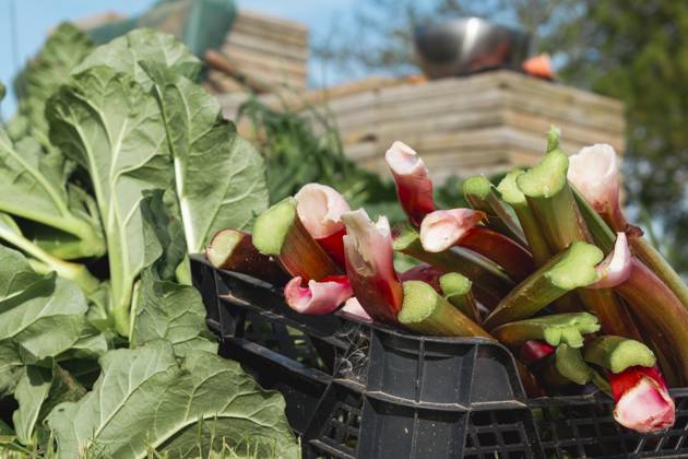 Rhubarb harvesting in a garden to make pies and compote, rheum rhabarbarum Rhubarb harvesting in a garden to make pies and compote, rheum rhabarbarum, 97489676.jpg RECORD DATE NOT STATED