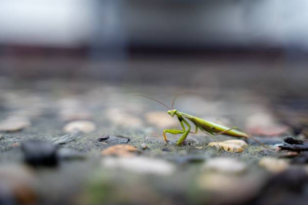 Featured Image A praying mantis Mantis religiosa sits well camouflaged in the garden , 16 09 2025 Featured Image A praying mantis Mantis religiosa sits well camouflaged in the garden , 16 09 2025 A praying mantis Mantis religiosa lurks well camouflaged in the garden in Germany In order to track the spread of this protected s Copyright: xEibner-Pressefoto JonasxLohrmannx EP_JLN