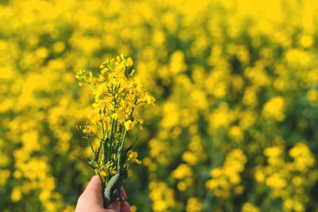 Mustard field blooming yellow. Selective focus. Mustard field blooming yellow. Selective focus. nature., model released, , 96979222.jpg RECORD DATE NOT STATED