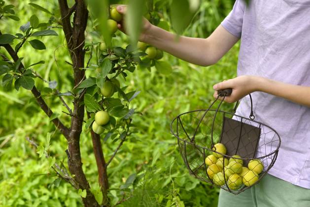 IMAGO Creative, Jahreszeit Sommer, Food, Pflaume Boy picking reneclode plums in autumn garden in Altes Land Hamburg model released, Symbolfoto, Hamburg Hamburg Deutschland Altes Land GISF01231