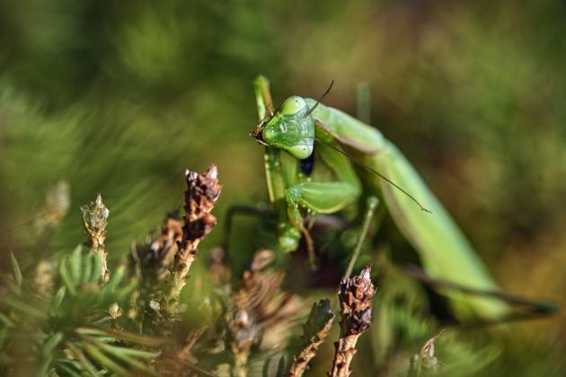 European praying mantis Mantis religiosa European praying mantis Mantis religiosa 20251003MIC0372