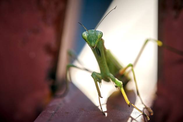 European praying mantis Mantis religiosa European praying mantis Mantis religiosa 20251003MIC0193