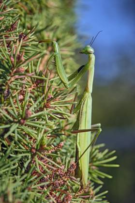 European praying mantis Mantis religiosa European praying mantis Mantis religiosa 20251003MIC0404