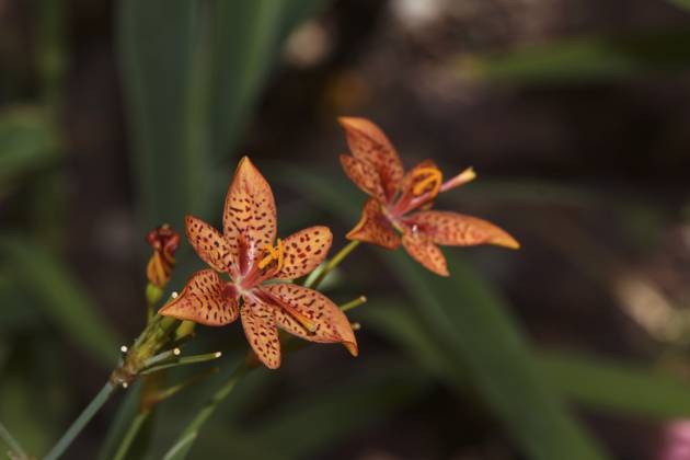Leopardenlilie (Iris domestica, Syn. Belamcanda chinensis), Puerto de Mogan, Gran Canaria, Spanien Leopard lily (Iris domestica, syn. Belamcanda chinensis), Puerto de Mogan, Gran Canaria, Spain Copyright: imageBROKER ErichxTeisterxetfoto ibxiqx14834641.jpg