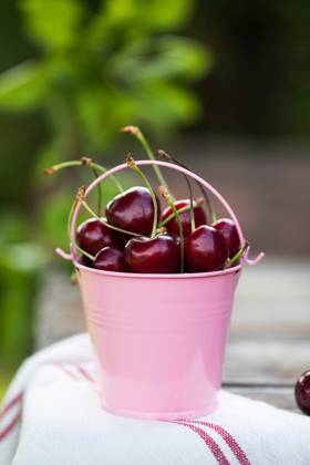 Reife Kirschen in einem rosa Metalleimer in einem grünen Garten. Platz zum Kopieren. Ripe cherries in a metal pink bucket in a green garden. Copy space. High quality photo (License=RF) Copyright: xZoonar.com ViktoriiaxPopovax 24069795