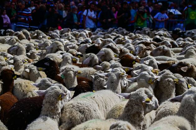 October 19, 2025, Madrid, Madrid, SPAIN: Madrid celebrates the traditional Transhumance Day, when hundreds of sheep and shepherds walk through the historic city center following the ancient droversâ€⠢ routes. The event highlights transhumance as both a cultural and environmental heritage, with flocks passing through Puerta del Sol, Plaza de Cibeles, and other emblematic streets, accompanied by shepherds in traditional attire and folk music. Madrid SPAIN - ZUMAz108 20251019_znp_z108_006 Copyright: xRichardxZubelzux