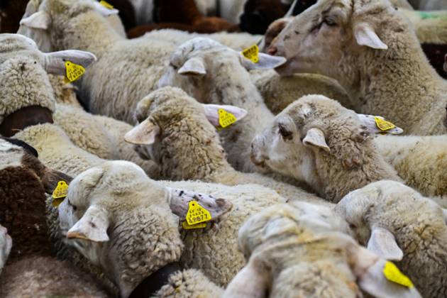 October 19, 2025, Madrid, Madrid, SPAIN: Madrid celebrates the traditional Transhumance Day, when hundreds of sheep and shepherds walk through the historic city center following the ancient droversâ€⠢ routes. The event highlights transhumance as both a cultural and environmental heritage, with flocks passing through Puerta del Sol, Plaza de Cibeles, and other emblematic streets, accompanied by shepherds in traditional attire and folk music. Madrid SPAIN - ZUMAz108 20251019_znp_z108_018 Copyright: xRichardxZubelzux