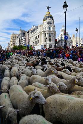 October 19, 2025, Madrid, Spain: Hundreds of sheep and shepherds walk through the historic city center following the ancient drovers routes on traditional Transhumance Day. The event highlights transhumance as both a cultural and environmental heritage, with flocks passing through Puerta del Sol, Plaza de Cibeles, and other emblematic streets, accompanied by shepherds in traditional attire and folk music. Madrid Spain - ZUMAz108 20251019_znp_z108_028 Copyright: xRichardxZubelzux