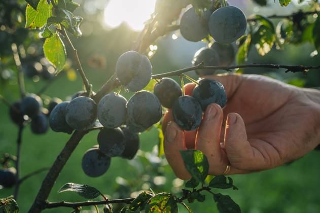 IMAGO Creative, Jahreszeit Sommer, Food, Pflaume Hand harvesting ripe plums from tree in sunlit summer orchard model released, Symbolfoto, ANAF05085