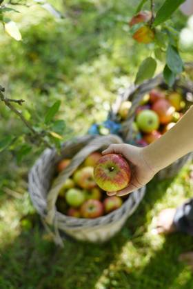 Hand picking cox orange apple from basket during harvest in garden model released, Symbolfoto, Hamburg Hamburg Deutschland Altes Land GISF01253