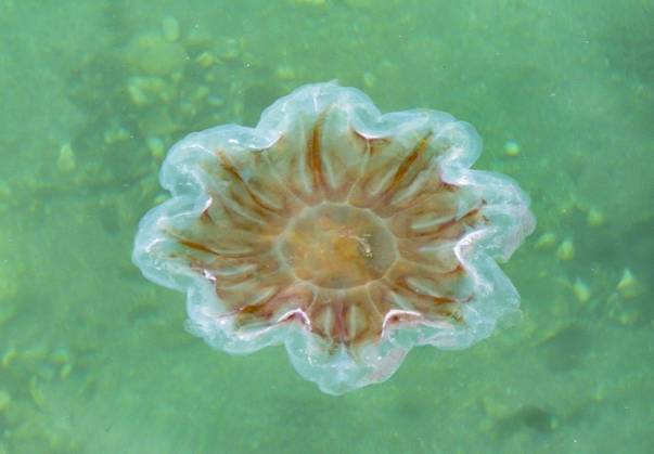 Compass jellyfish, Compass Jellyfish Chrysaora hysoscella , swims to the Water surface, Supervision, Norway, Troms, Sandnessand Compass jellyfish, Red BANDED Jellyfish Chrysaora hysoscella , Swimming AT The Water surface, View from above, Norway, Troms, Sandnessand BLWS736821 Copyright: xblickwinkel H.xBaesemannx