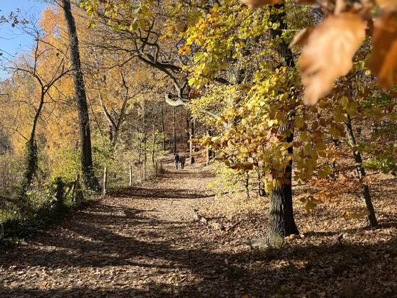 Herbst in Berlin 2025 Berlin, Deutschland - 6. November 2025: Menschen spazieren an der Krummen Lanke, einem See in Berlin-Zehlendorf, an einem Herbsttag bei Sonnenschein im November. Berlin