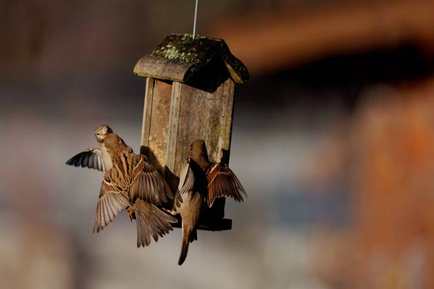 Berlin, Spandau, House Sparrow Passer domesticus