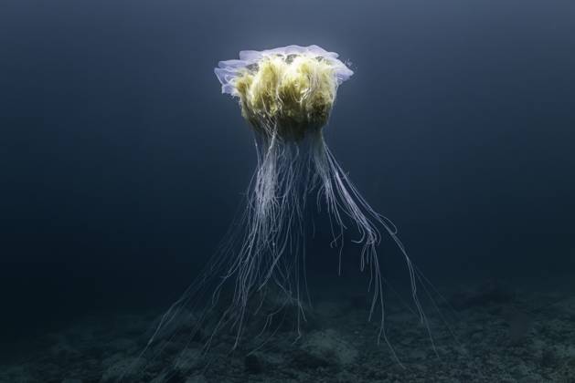 The Majestic Drift of a Deep-Sea Jelly Norway, Troms, Jøkelfjord CR_JFZH251119-1889196-01