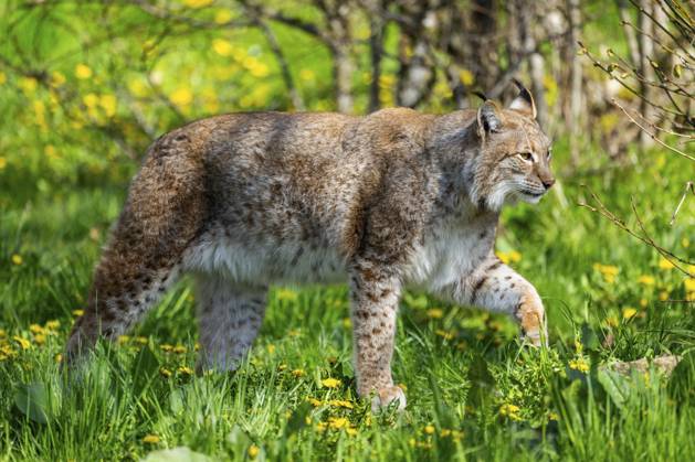Eurasischer Luchs (Lynx lynx), auf einer Wiese spazieren, Bayern, Deutschland Eurasian lynx (Lynx lynx), walking on a meadow, Bavaria, Germany Copyright: imageBROKER Davidx&xMichaxSheldo ibxshe15698346.jpg