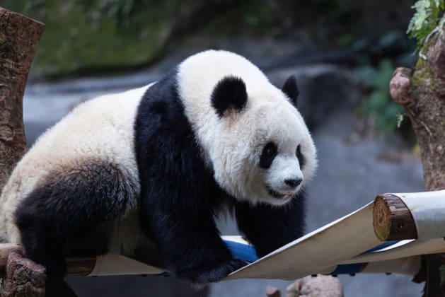 China Chongqing Zoo Giant Panda Giant Panda Yu Ai playing in Chongqing Zoo, China on December 13, 2025. Chongqing Chongqing China  Copyright: xCFOTOx i1765655703267