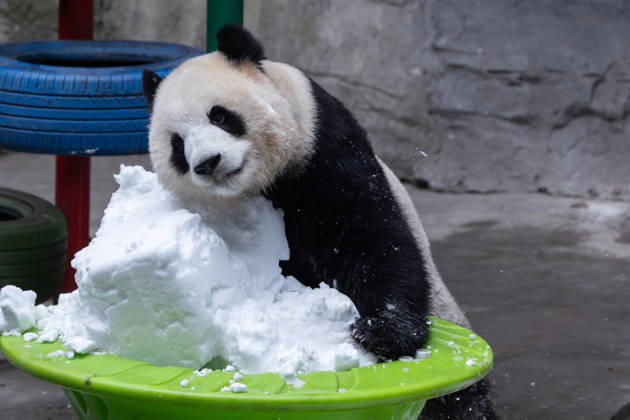 China Chongqing Zoo Giant Panda Giant Panda Yu Ke Playing in Snow in Chongqing Zoo, China on December 13, 2025. Chongqing Chongqing China  Copyright: xCFOTOx i1765655703741