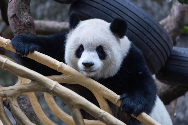 China Chongqing Zoo Giant Panda Giant Panda Yu Ai Playing in Snow in Chongqing Zoo, China on December 13, 2025. Chongqing Chongqing China  Copyright: xCFOTOx i1765655704573