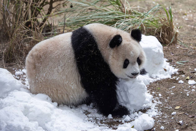 China Chongqing Zoo Giant Panda Giant Panda Yu Ai Playing with Snow in Chongqing Zoo, China on December 13, 2025. Chongqing Chongqing China  Copyright: xCFOTOx i1765655705884