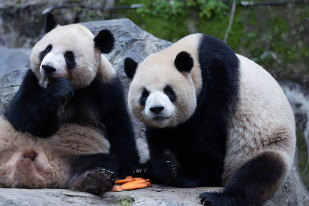 China Chongqing Zoo Giant Panda Giant panda Xing xing and Chen Chen eating fruits in Chongqing Zoo, China on December 13, 2025. Chongqing Chongqing China  Copyright: xCFOTOx i1765655706813