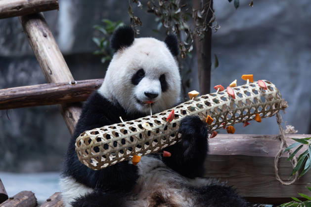 China Chongqing Zoo Giant Panda Giant panda Yu Ai eating fruits in Chongqing Zoo, China on December 13, 2025. Chongqing Chongqing China  Copyright: xCFOTOx i1765655708194